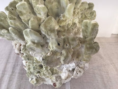 Vintage Fire Green Slab Coral - 9.5