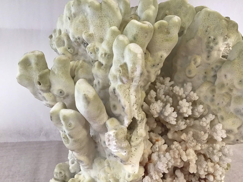 Vintage Fire Green Slab Coral - 9.5" - CoralTideline