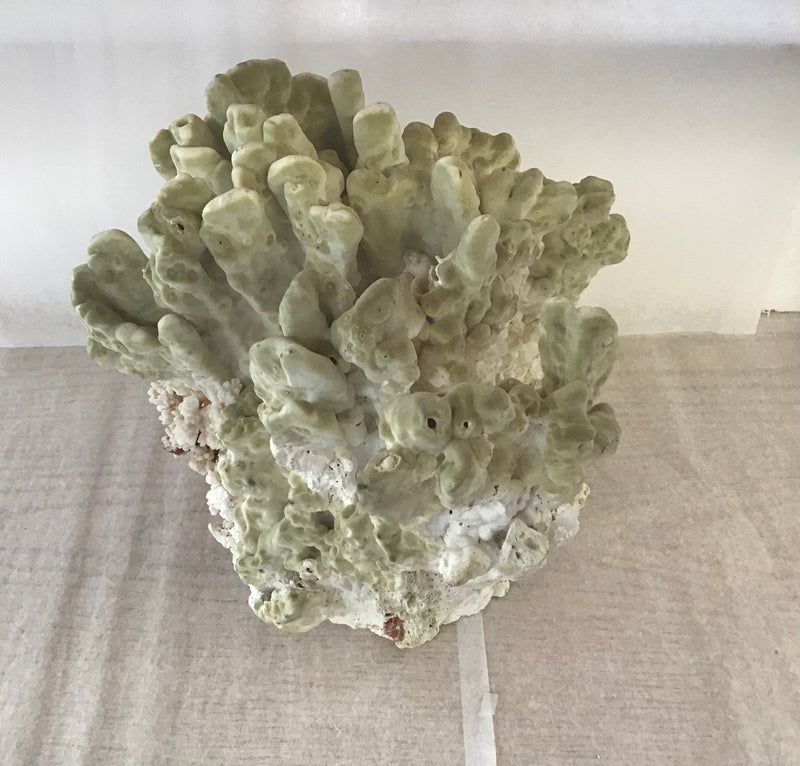 Vintage Fire Green Slab Coral - 9.5" - CoralTideline