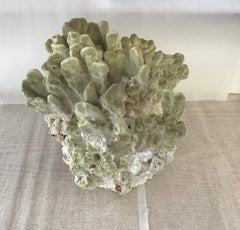 Vintage Fire Green Slab Coral - 9.5