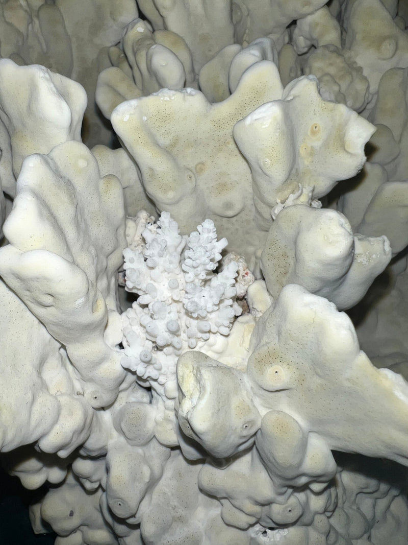 Vintage Green Fire Slab Coral - 16.5" - coralTideline