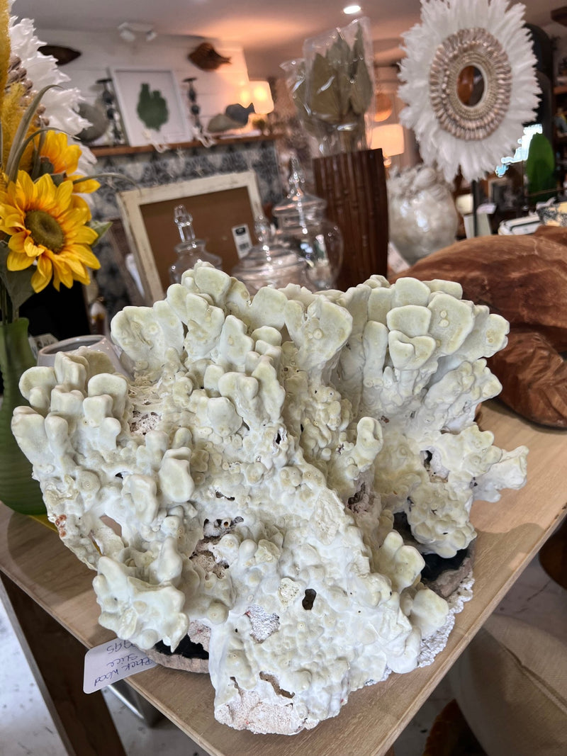 Vintage Green Fire Slab Coral - 16.5" - coralTideline