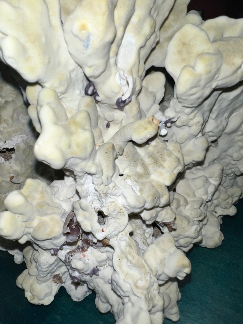Vintage Green Fire Slab Coral - 16.5" - coralTideline