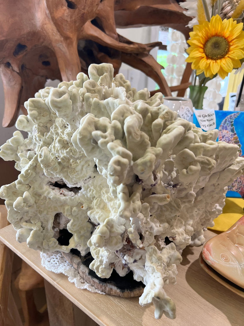 Vintage Green Fire Slab Coral - 16.5" - coralTideline