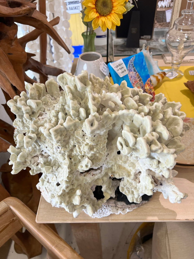 Vintage Green Fire Slab Coral - 16.5" - coralTideline