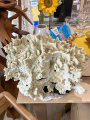 Vintage Green Fire Slab Coral - 16.5