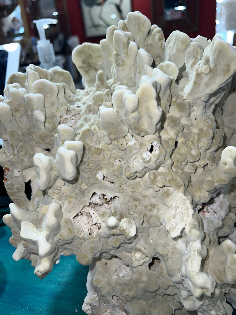 Vintage Green Fire Slab Coral - 16.5" - coralTideline