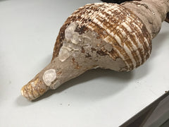 Vintage Horse Conch Shell - ShellsLoving Coastal Living