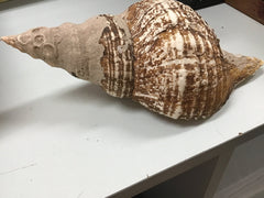 Vintage Horse Conch Shell - ShellsLoving Coastal Living