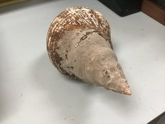 Vintage Horse Conch Shell - ShellsLoving Coastal Living