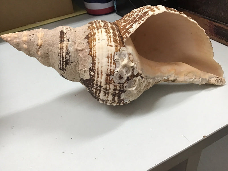 Vintage Horse Conch Shell - ShellsLoving Coastal Living