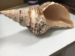 Vintage Horse Conch Shell - ShellsLoving Coastal Living