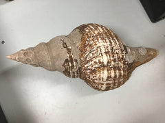 Vintage Horse Conch Shell - ShellsLoving Coastal Living