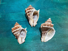 Vintage King Crown Conch Shells - ShellsLoving Coastal Living