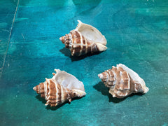 Vintage King Crown Conch Shells - ShellsLoving Coastal Living