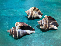 Vintage King Crown Conch Shells - ShellsLoving Coastal Living
