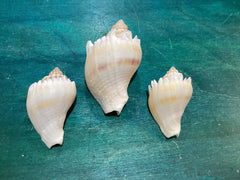 Vintage King Crown Conch Shells - ShellsLoving Coastal Living