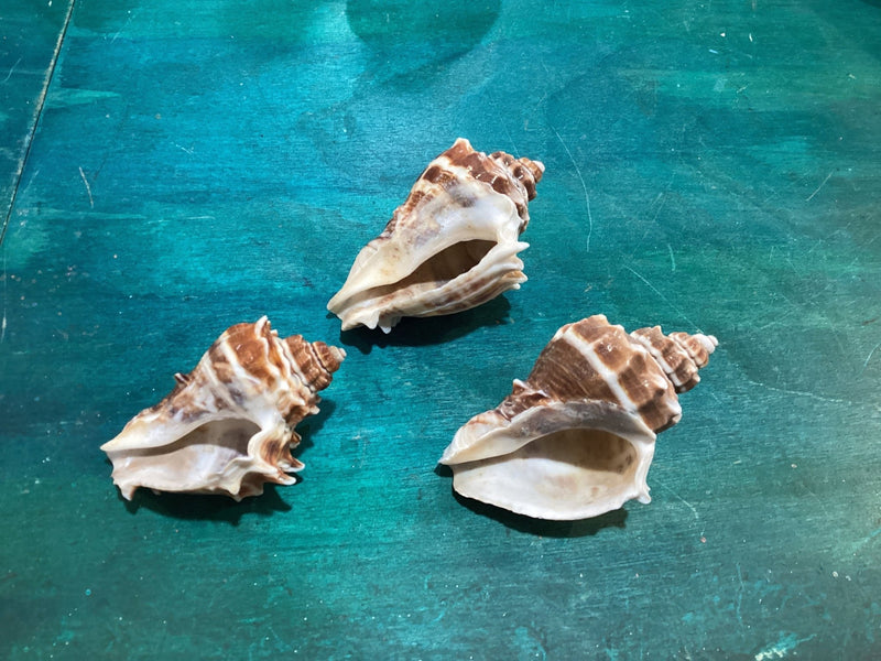 Vintage King Crown Conch Shells - ShellsLoving Coastal Living