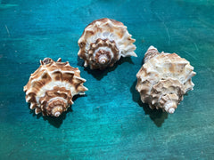 Vintage King Crown Conch Shells - ShellsLoving Coastal Living