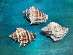 Vintage King Crown Conch Shells - ShellsLoving Coastal Living