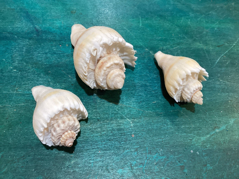Vintage King Crown Conch Shells - ShellsLoving Coastal Living