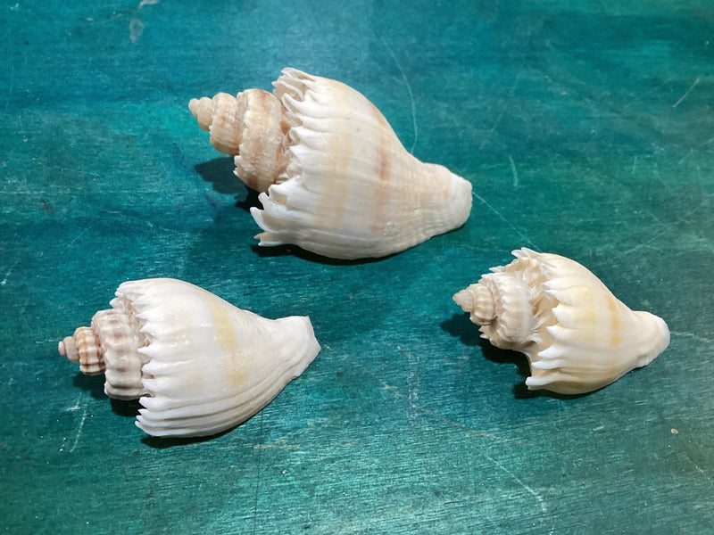 Vintage King Crown Conch Shells - ShellsLoving Coastal Living