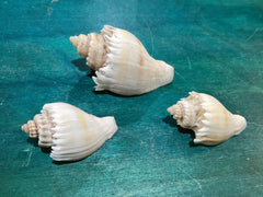 Vintage King Crown Conch Shells - ShellsLoving Coastal Living