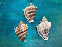 Vintage King Crown Conch Shells - ShellsLoving Coastal Living