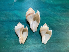 Vintage King Crown Conch Shells - ShellsLoving Coastal Living