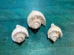 Vintage King Crown Conch Shells - ShellsLoving Coastal Living