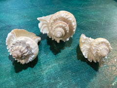 Vintage King Crown Conch Shells - ShellsLoving Coastal Living