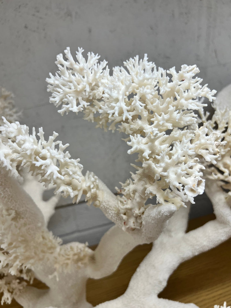 Vintage Lace Coral Sculpture - 20" - coralTideline