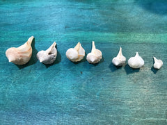 Vintage Lightning Whelk Growth Series Set of 6 - ShellsLoving Coastal Living