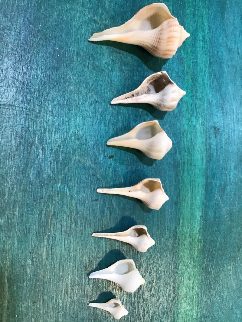 Vintage Lightning Whelk Growth Series Set of 6 - ShellsLoving Coastal Living