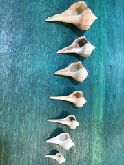 Vintage Lightning Whelk Growth Series Set of 6 - ShellsLoving Coastal Living