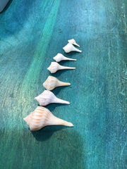 Vintage Lightning Whelk Growth Series Set of 6 - ShellsLoving Coastal Living