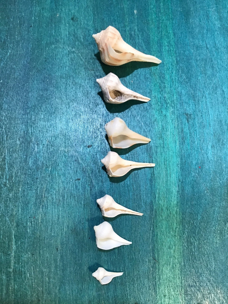 Vintage Lightning Whelk Growth Series Set of 6 - ShellsLoving Coastal Living