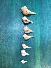 Vintage Lightning Whelk Growth Series Set of 6 - ShellsLoving Coastal Living