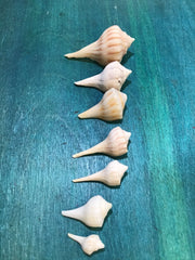 Vintage Lightning Whelk Growth Series Set of 6 - ShellsLoving Coastal Living