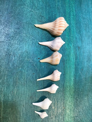 Vintage Lightning Whelk Growth Series Set of 6 - ShellsLoving Coastal Living