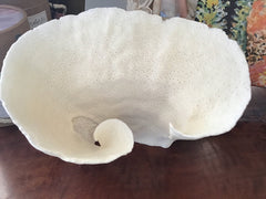 Vintage Off White Black Cup Coral Bowl CC77 - 1 - OR - coralTideline