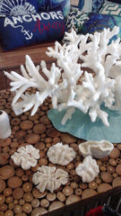 Vintage Open Brain Coral - Loving Coastal Living