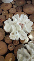 Vintage Open Brain Coral - Loving Coastal Living