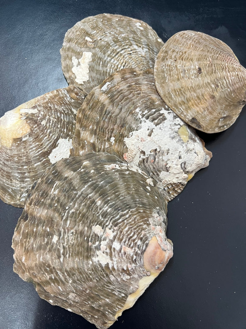 Vintage Raw Mother Of Pearl - ShellsLoving Coastal Living