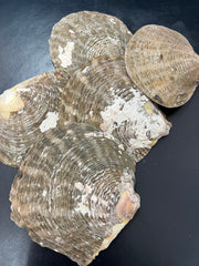 Vintage Raw Mother Of Pearl - ShellsLoving Coastal Living