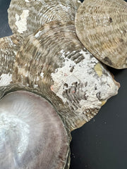 Vintage Raw Mother Of Pearl - ShellsLoving Coastal Living