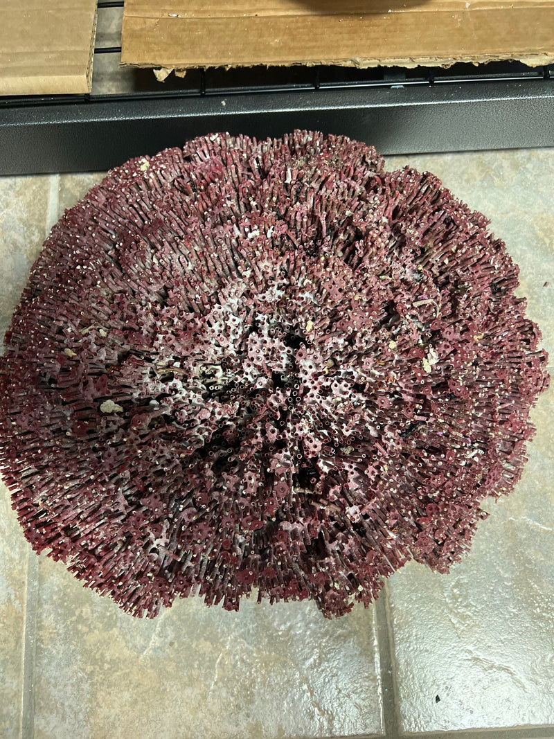 Vintage Raw Red Pipe Coral - 19" - coralTideline