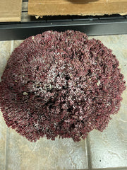 Vintage Raw Red Pipe Coral - 19