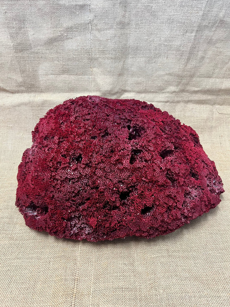 Vintage Red Pipe Coral - 19" - coralTideline