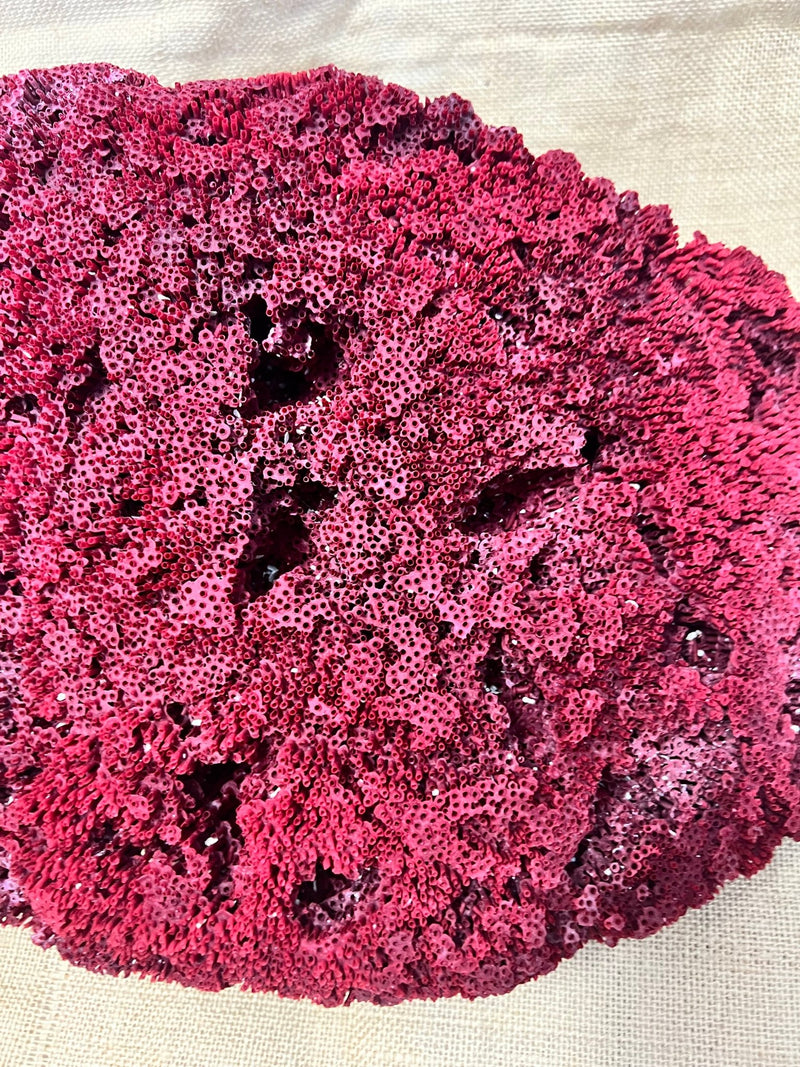 Vintage Red Pipe Coral - 19" - coralTideline